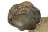 Enrolled Crotalocephalina Trilobite - Lghaft, Morocco #186741-4